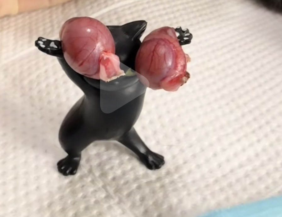 我太白